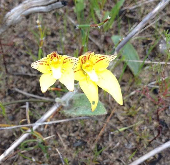 Caladenia flava - Orchid-cowslip-0003.JPG